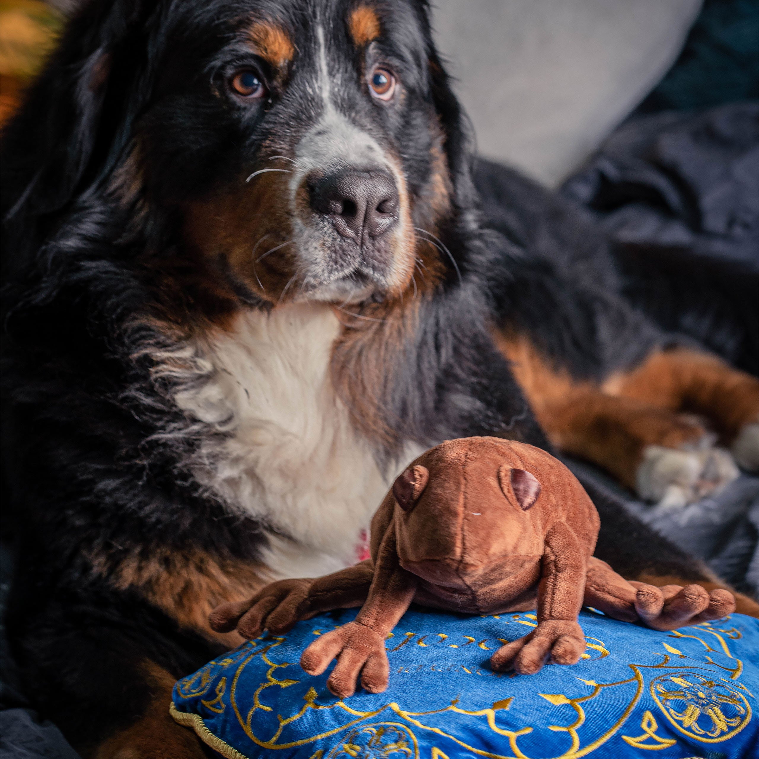 Image produit Harry Potter - Coussin Grenouille en Chocolat avec Figurine en Peluche