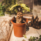 Image produit Mandrake - Figurine Magique de Harry Potter