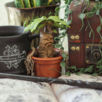 Image produit Mandrake - Figurine Magique de Harry Potter
