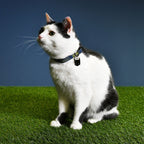 Image produit Collier à cliquet Batman pour chiens bleu