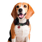 Image produit Avengers - Collier Click-Héros de Bande Dessinée pour Chiens