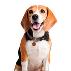 Image produit Star Wars - Collier Click pour Chiens Chewbacca Marron