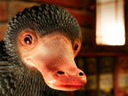 Image produit Statue grandeur nature de Niffler - Animaux fantastiques