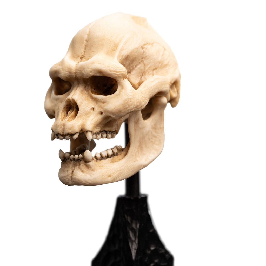 Image produit Le Seigneur des Anneaux - Mini statuette Crâne de Lurtz