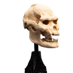 Image produit Le Seigneur des Anneaux - Mini statuette Crâne de Lurtz