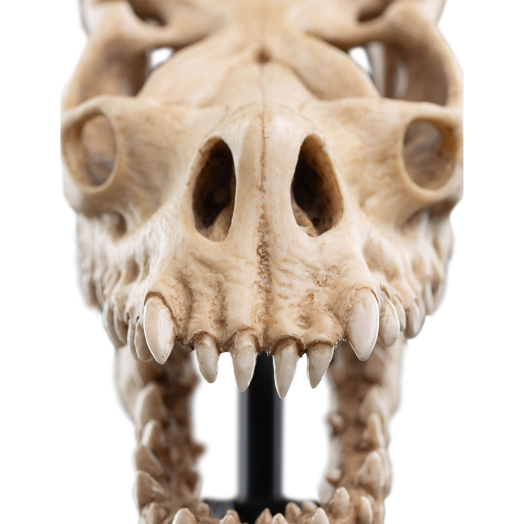 Product image The Lord of the Rings - Skull of a Fell Beast Mini Statue