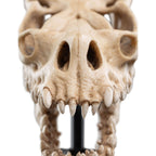 Product image The Lord of the Rings - Skull of a Fell Beast Mini Statue